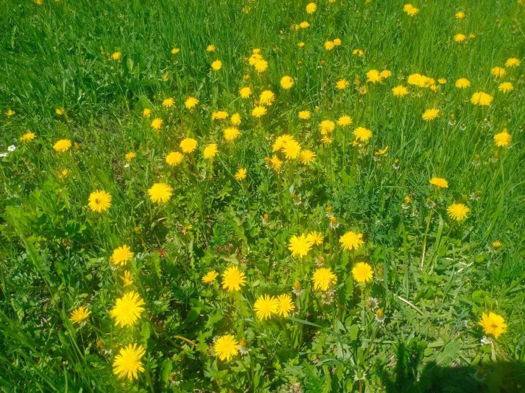 浪漫初夏 花开如你 蒲公英 扑火 应急