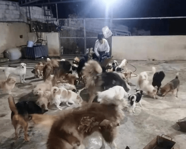 300只流浪猫狗的求助：它们想活着！