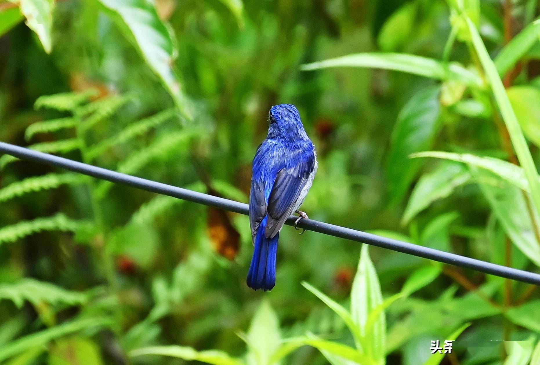 墨脱遇见鸟路边遇到小仙鹟成双