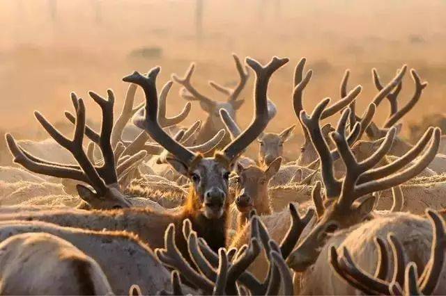 杨国美作品:《茸花》6969来源:摄影人联盟 微信号:chinavision3