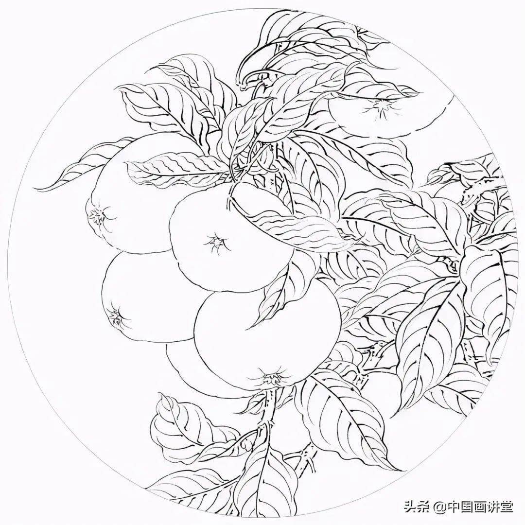 寿桃 素描画图片