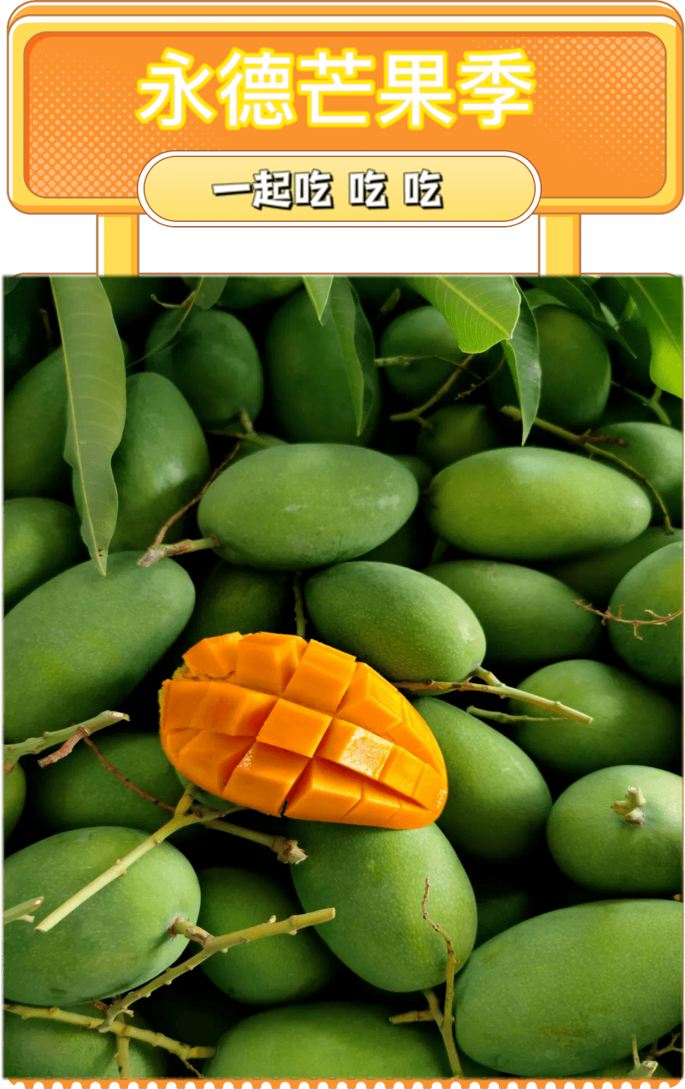 寻味临沧 | 永德鸡蛋芒_芒果_果肉_品种