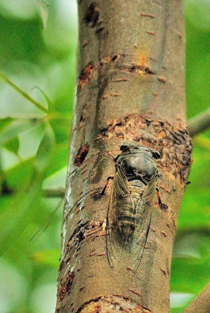 天台人夏天有一种玩法叫"抲沙捉金"!_知了_竹竿_鸣叫