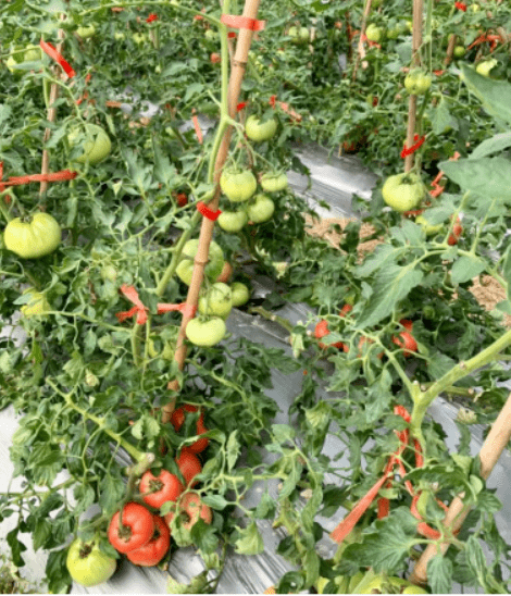 糖度高抗性强亩产超8万元高产水果番茄还得看它