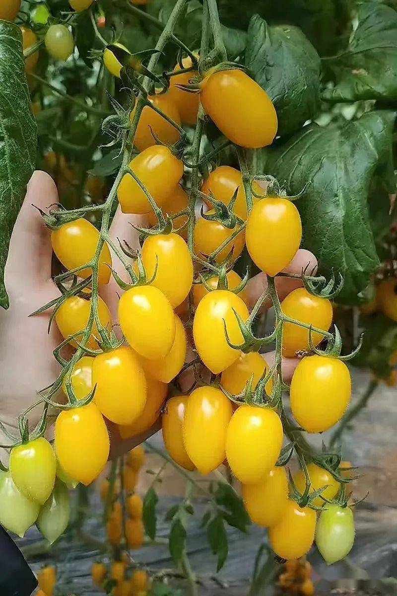 明日剧透金棚圣女果多彩迎夏天