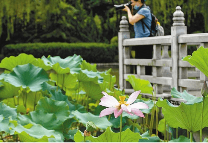 心似莲花开 清风自然来