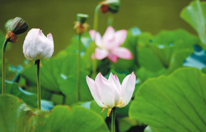 心似莲花开 清风自然来