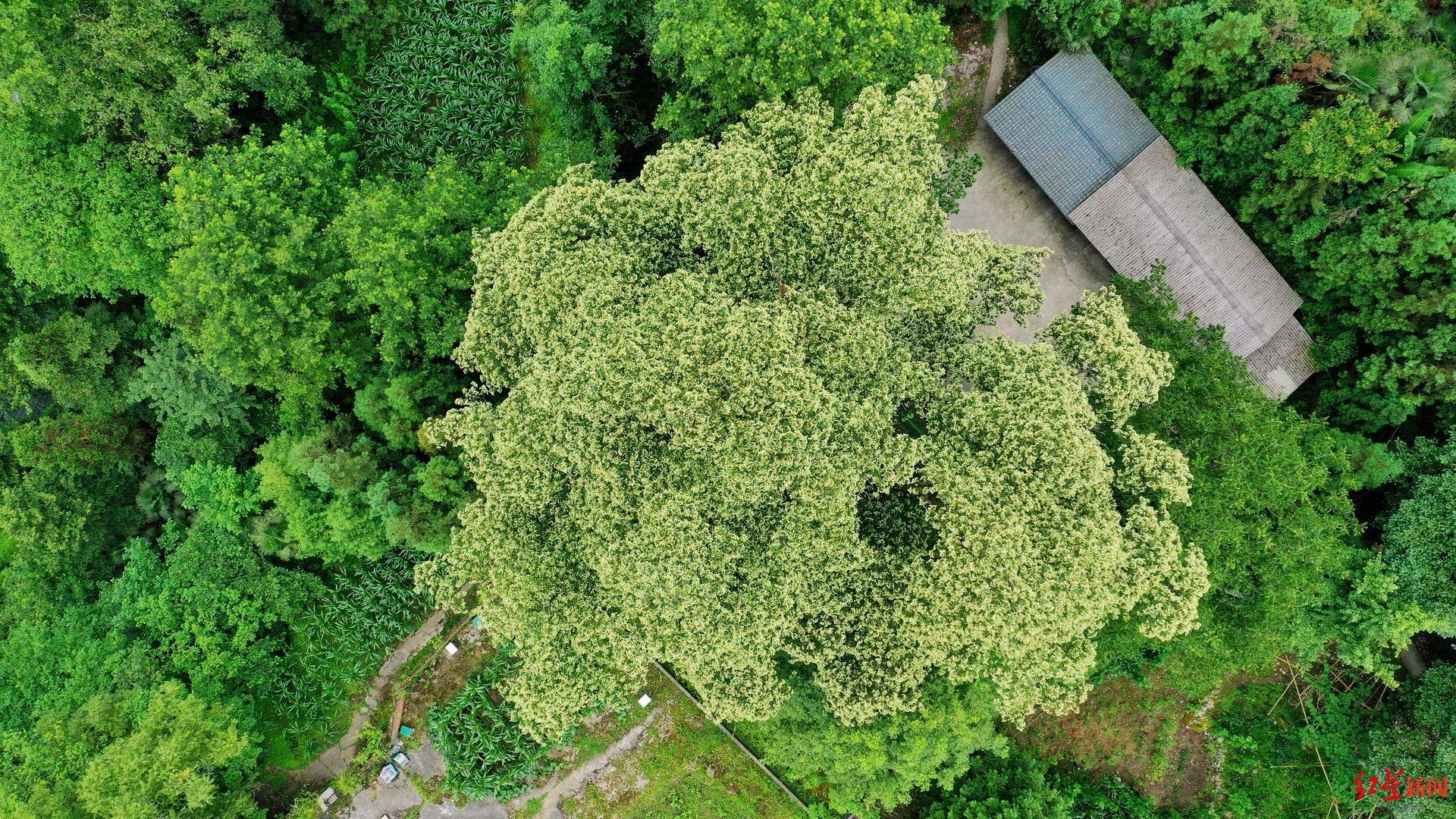 沉睡4年，成都这棵“中国最美古树”再度开花