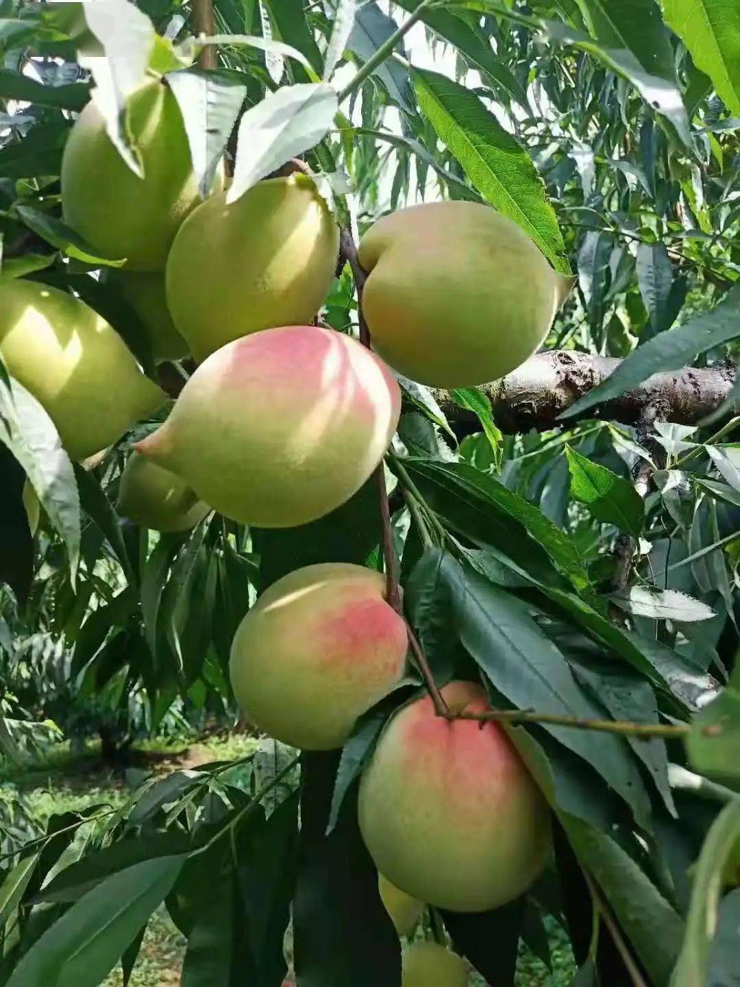 桃子又上市啦正宗广东河源连平上坪鹰嘴桃桃中极品果园直供10斤装大果