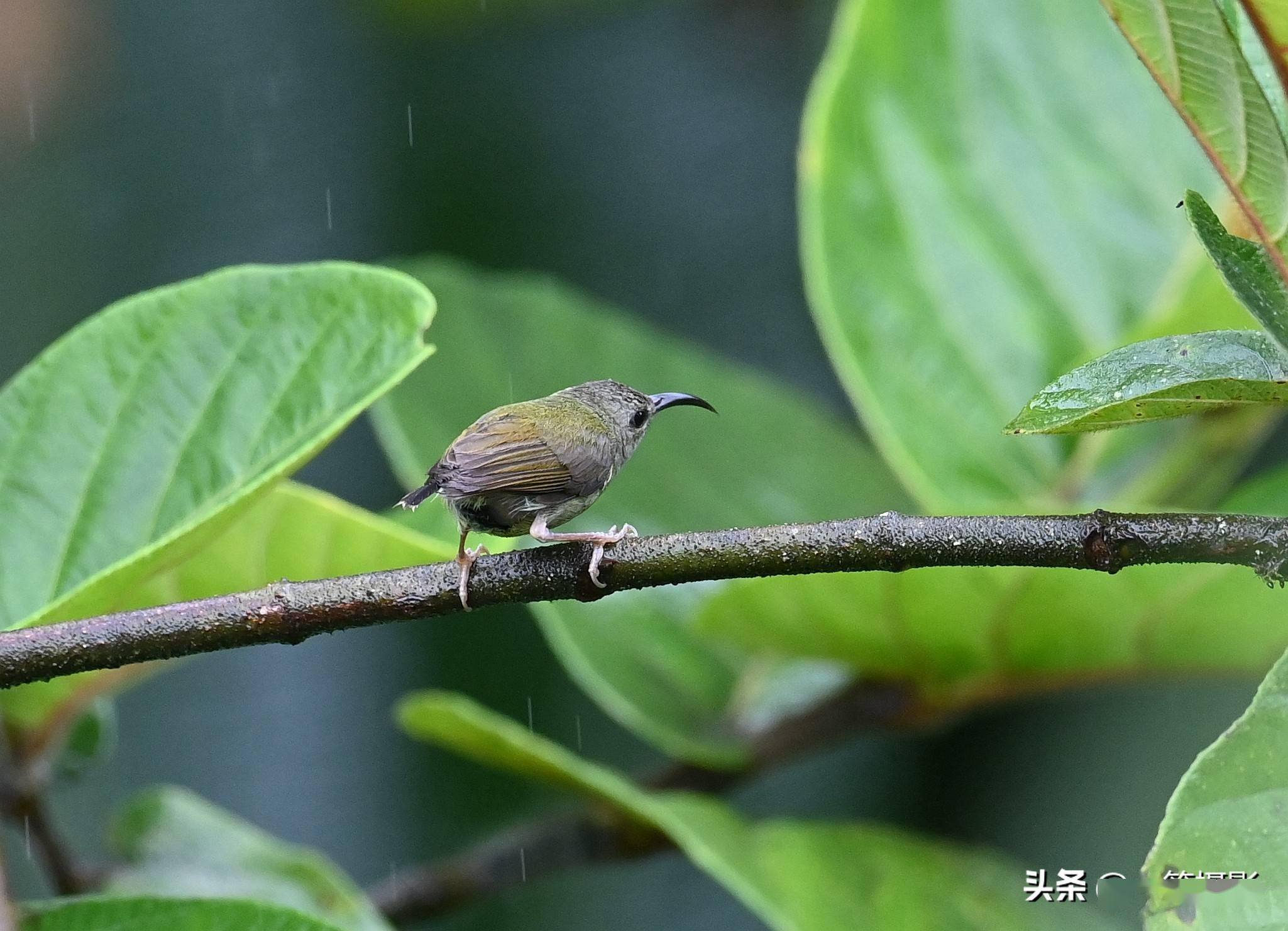 黑胸太阳鸟图片