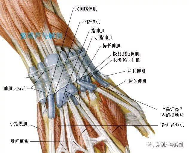 大鱼际肌肉解剖图图片