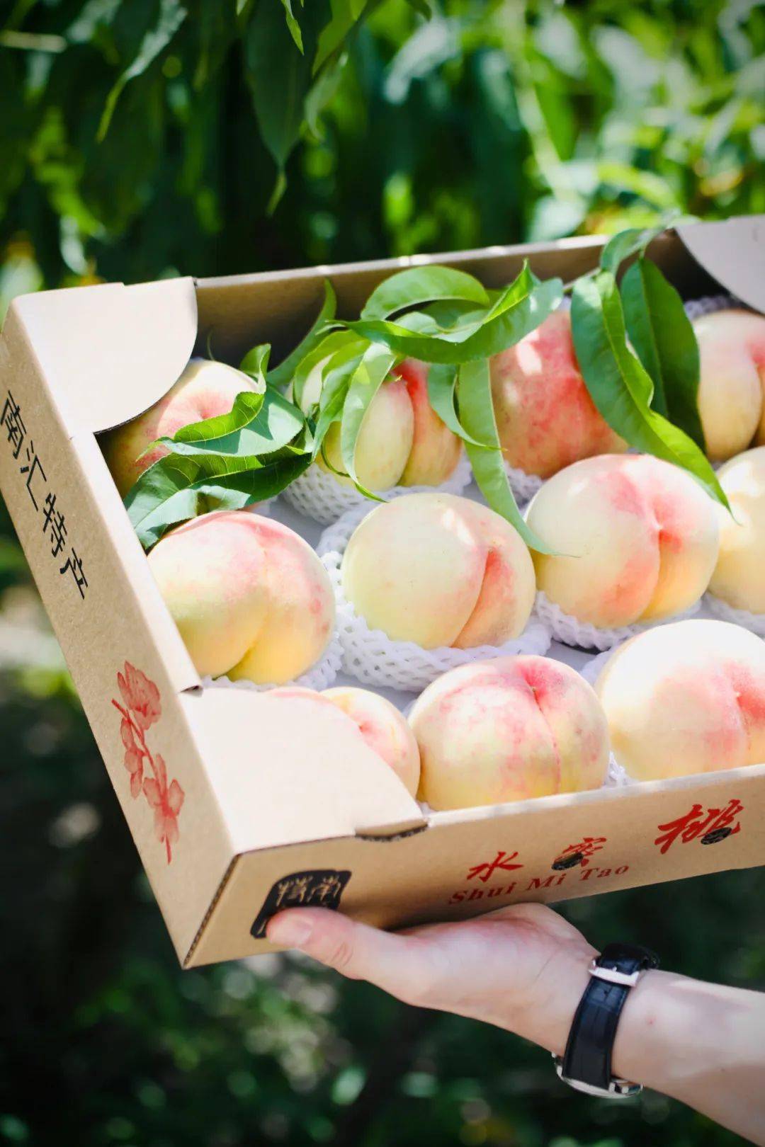 上海小囡从小吃到大的南汇水蜜桃熟了雨水少甜度高口感更胜往年
