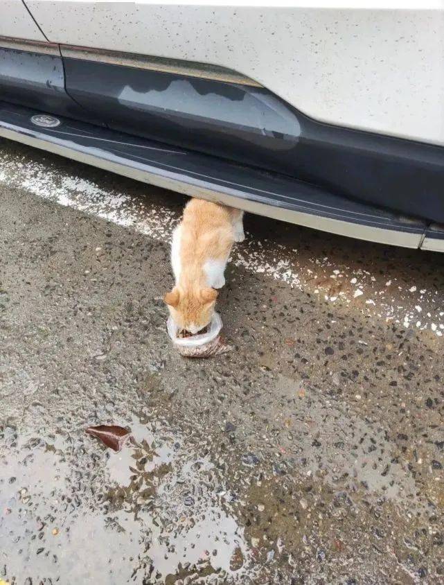 雨中流浪狗图片大全图片