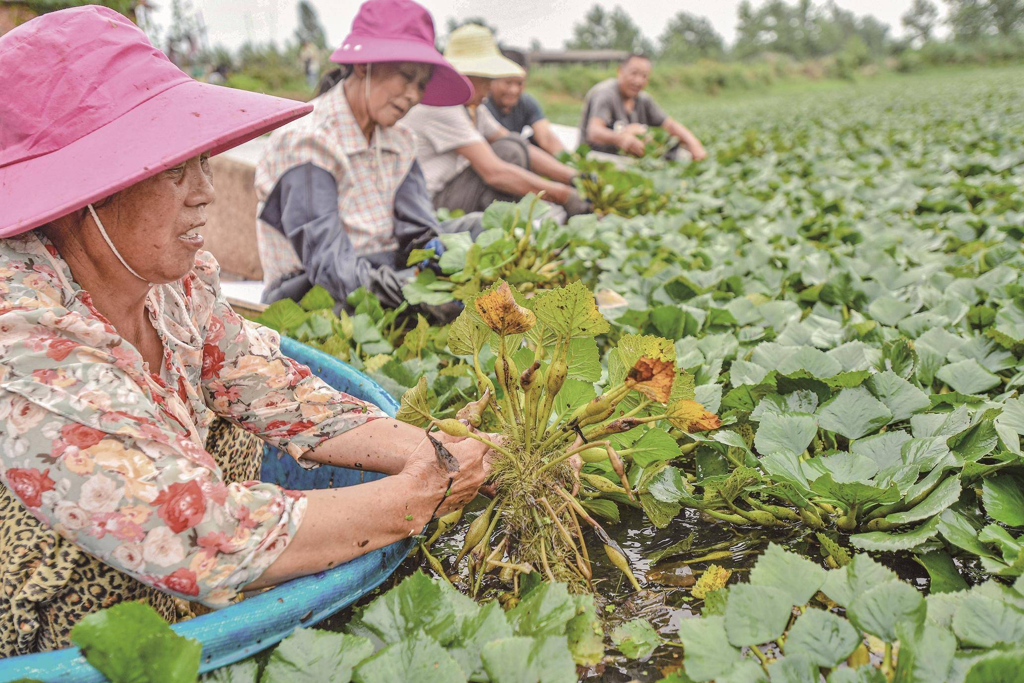 洪湖菱角采摘忙