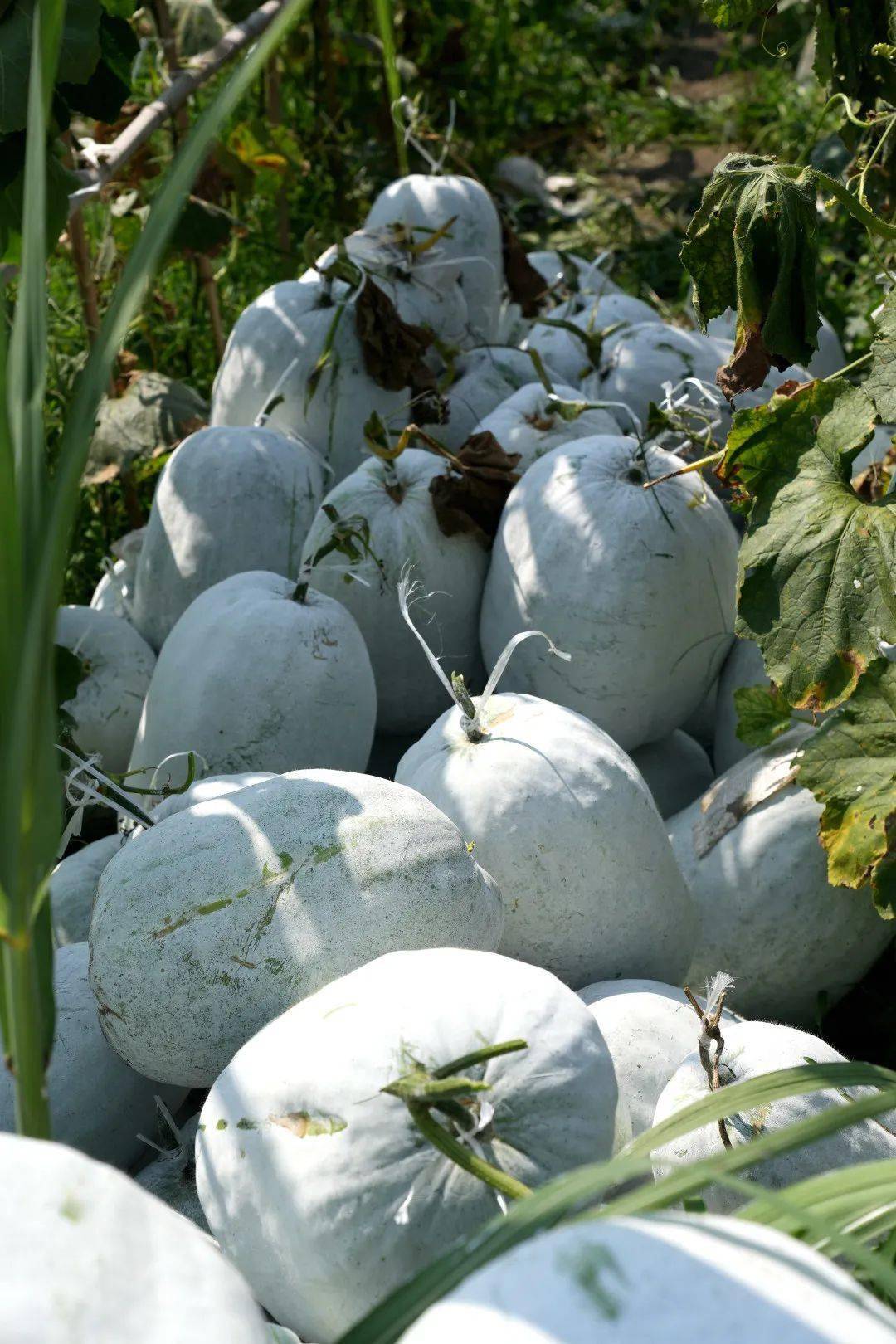 百日攻坚进行时第一书记助力万斤滞销冬瓜卖完了