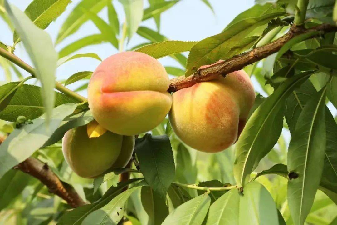 认种果树的朋友们,快到东温泉摘桃子!