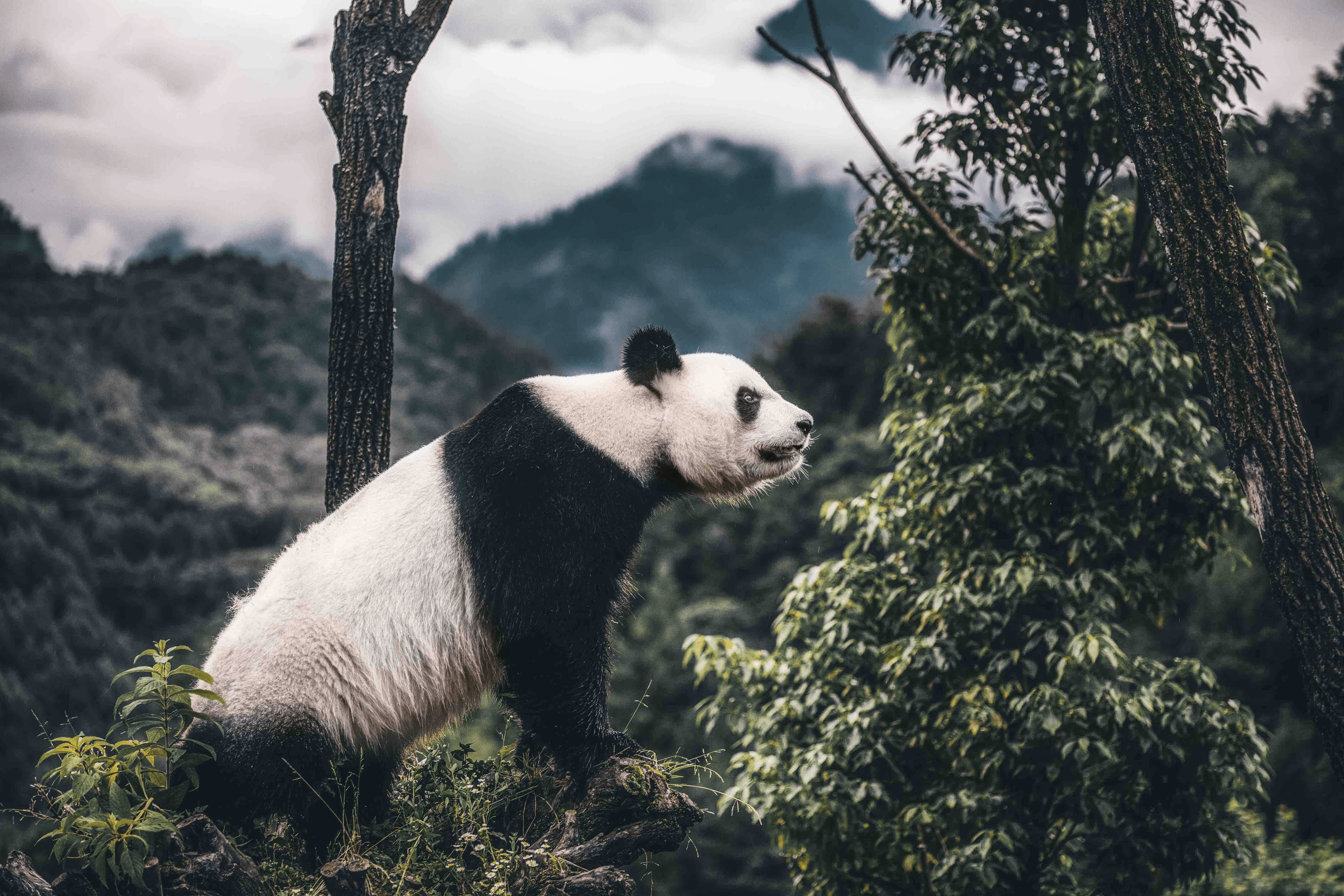 成都大熊猫国家公园图片