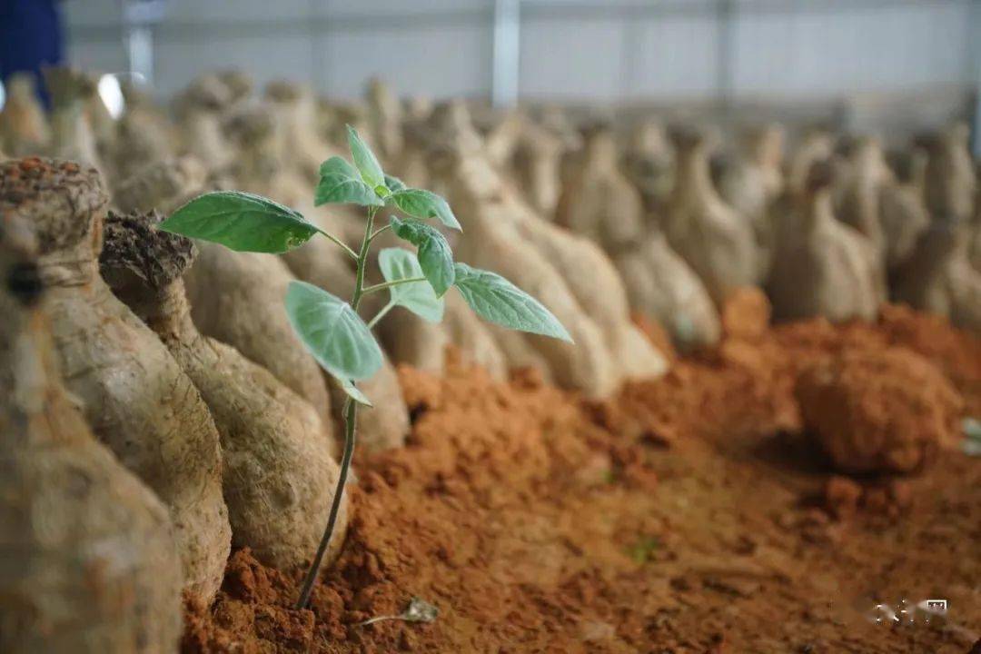 种植_梧州市_葛根
