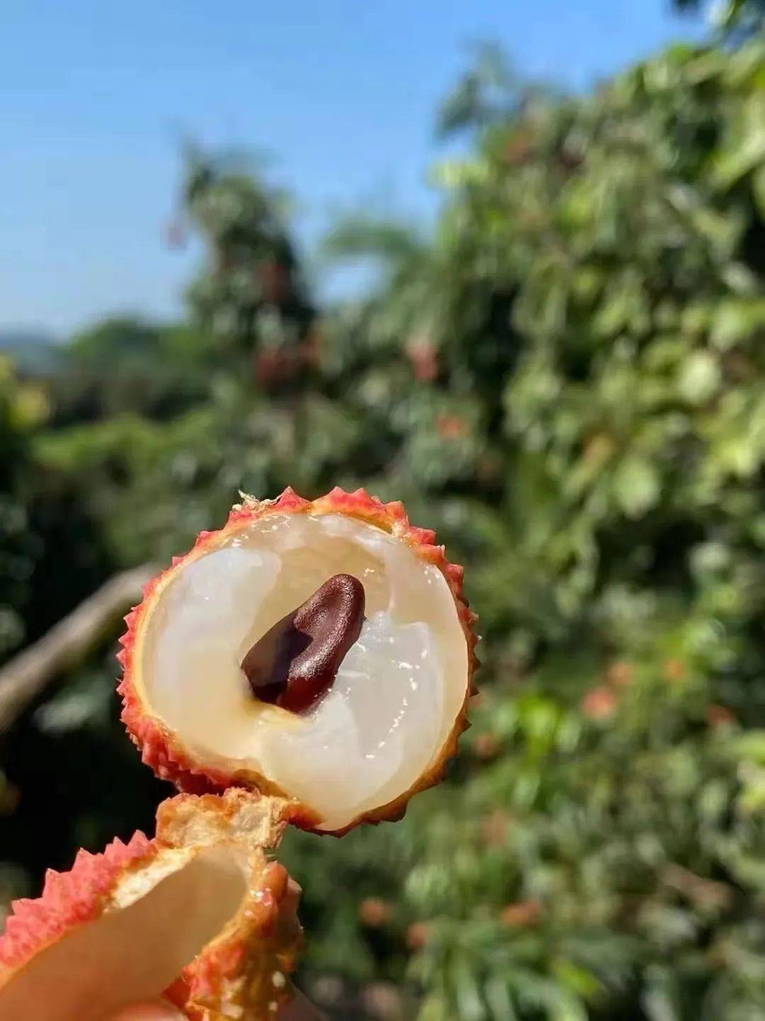 百年老樹現摘直髮靈山桂味無核荔枝爆汁清甜等你來嘗一般超市買不到