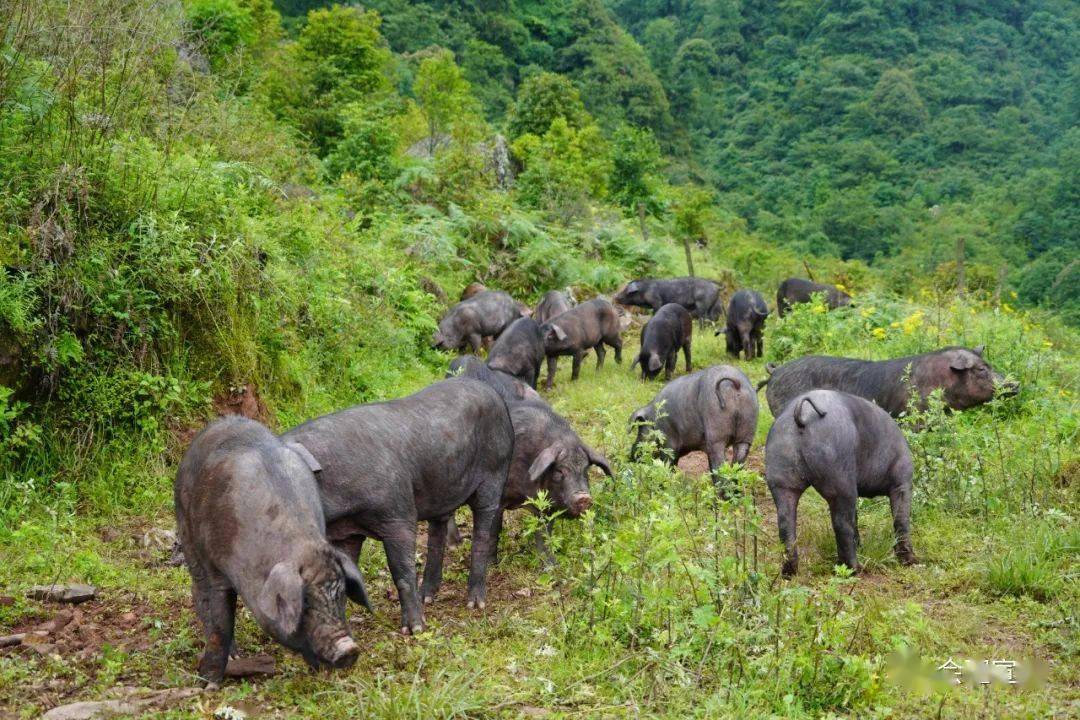 会理三地村:山旮旯里的养猪场有看点_腊肉_品质_生态