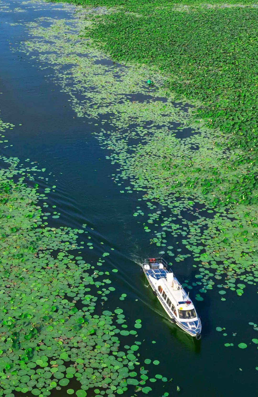 我的家乡2022——荆州_洪湖_文化_长江