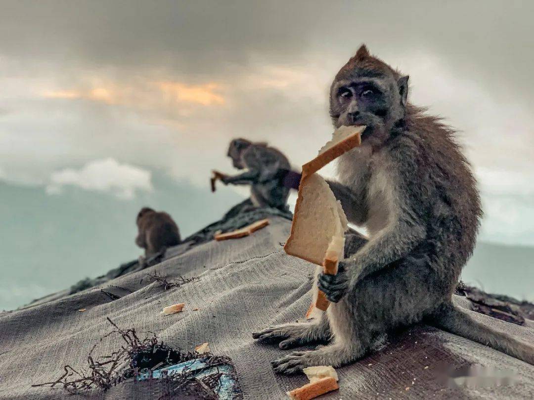 年度城市野生動物攝影大賽入圍作品