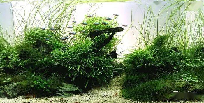 秘鲁鱼吃灯鱼吗_红绿灯鱼饲养方法_亚马逊红绿灯鱼繁殖