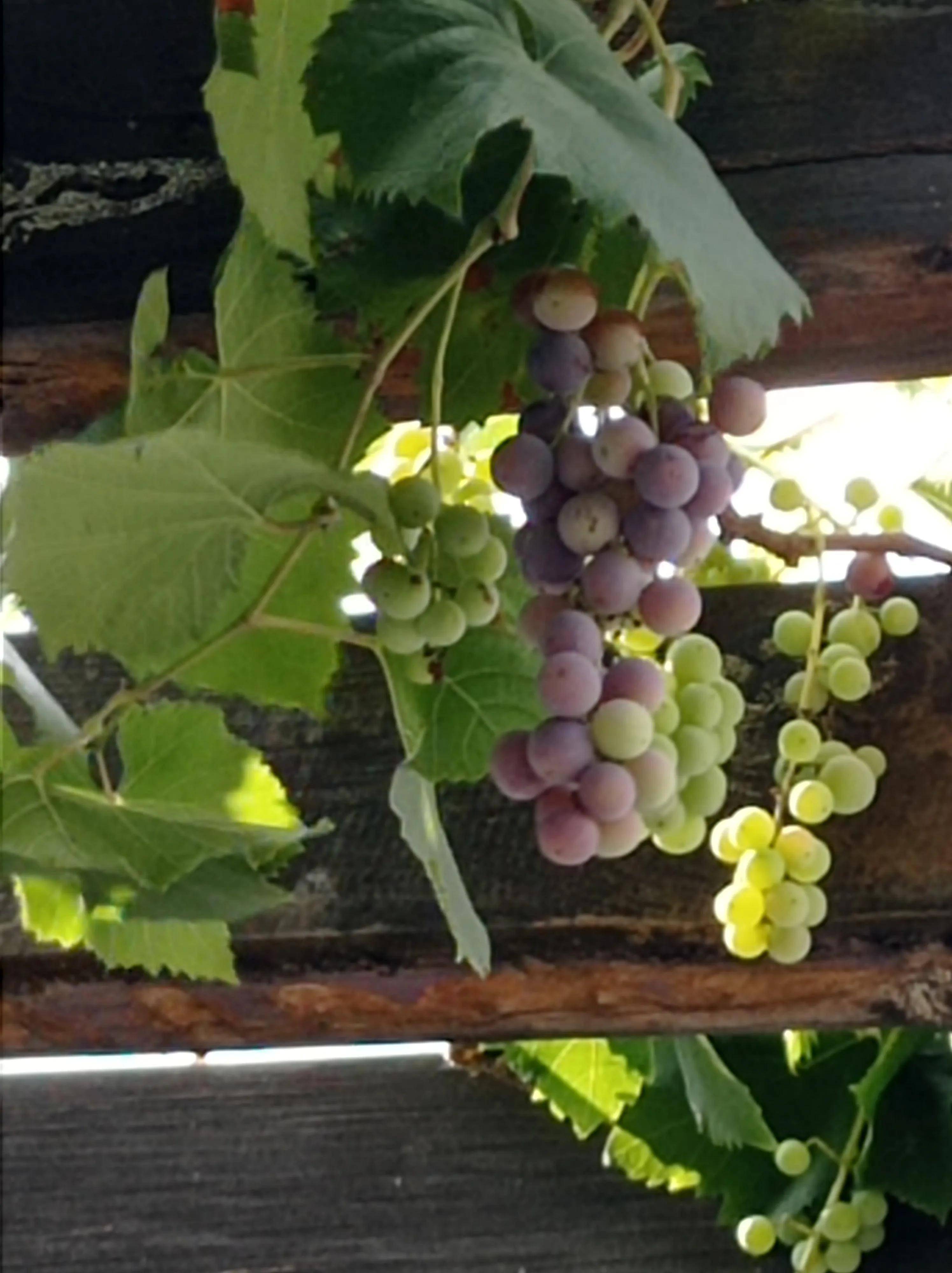 1616*草龙珠葡萄称谓.暑伏染色,时光淬熟.