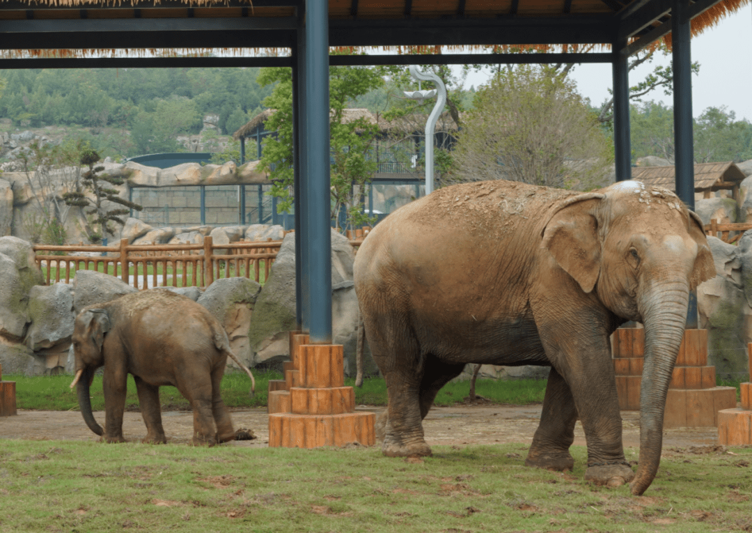 大象来了!徐州九顶山动植物园开园在即!_生活_过程_运输
