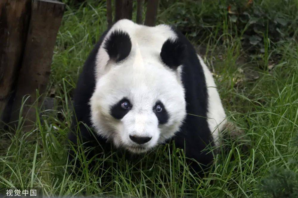 旅墨大熊猫“双双”35岁生日当天去世