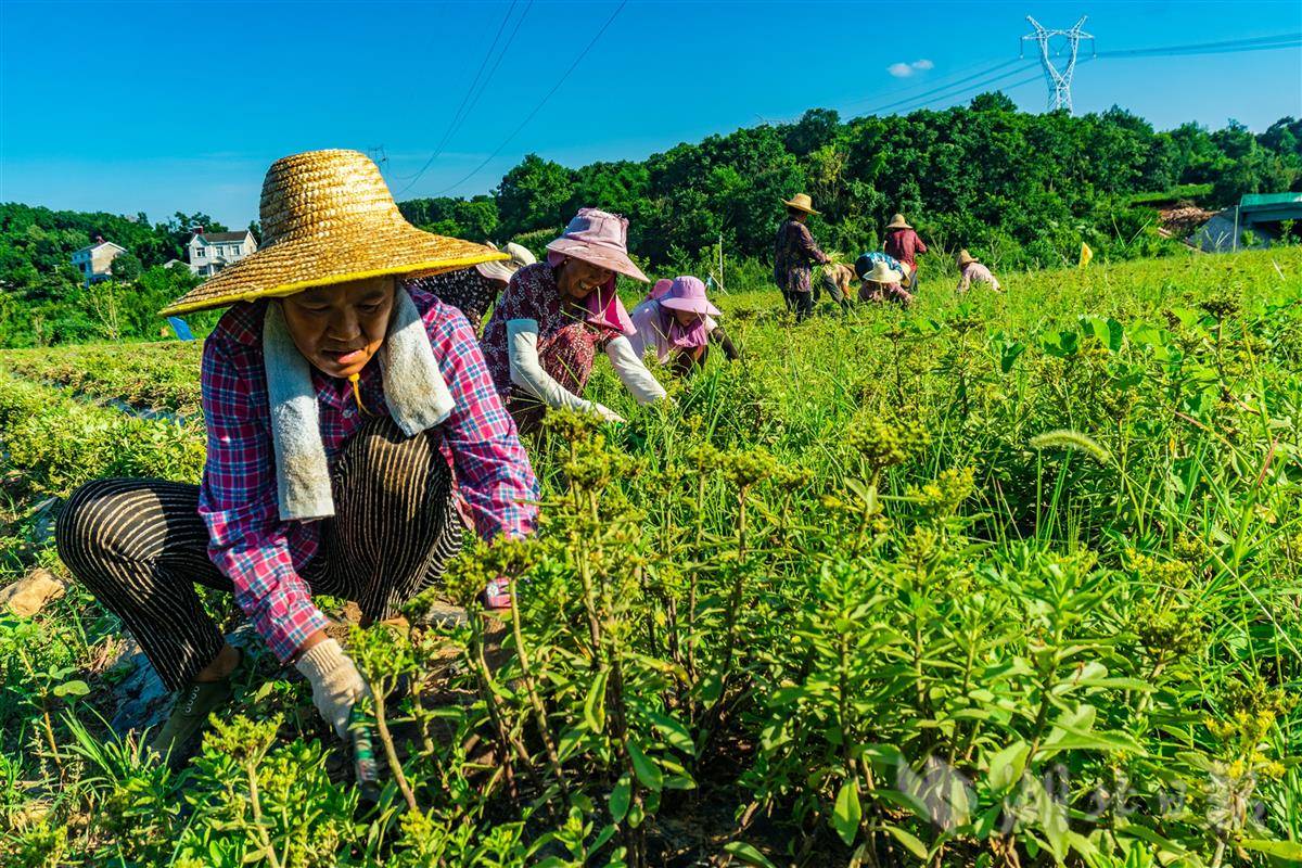 小小救心菜 富民大产业
