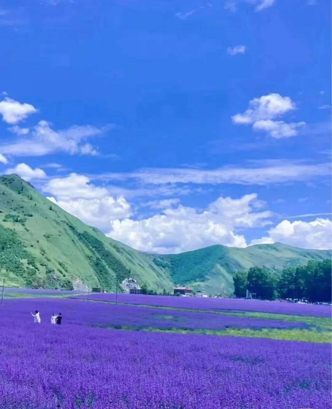 「新都桥香薰谷」走进爱丽丝的梦游仙境,奔赴一场紫色浪漫_薰衣草