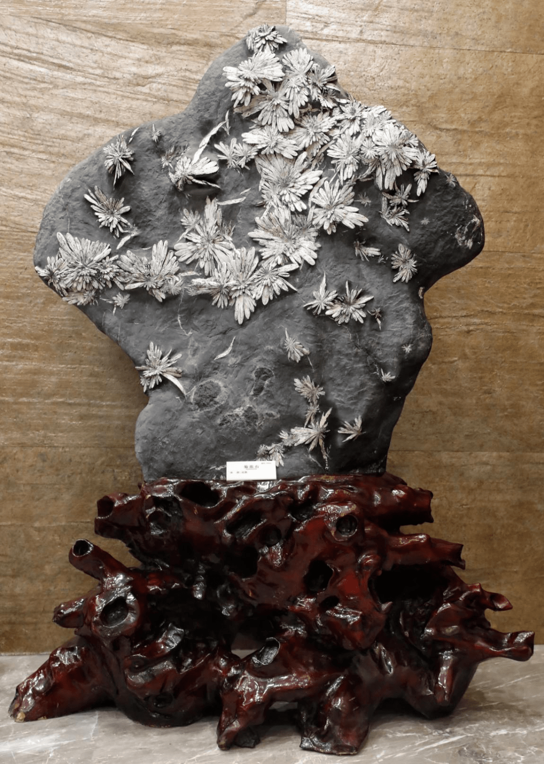 自然科普会开花的石头菊花石