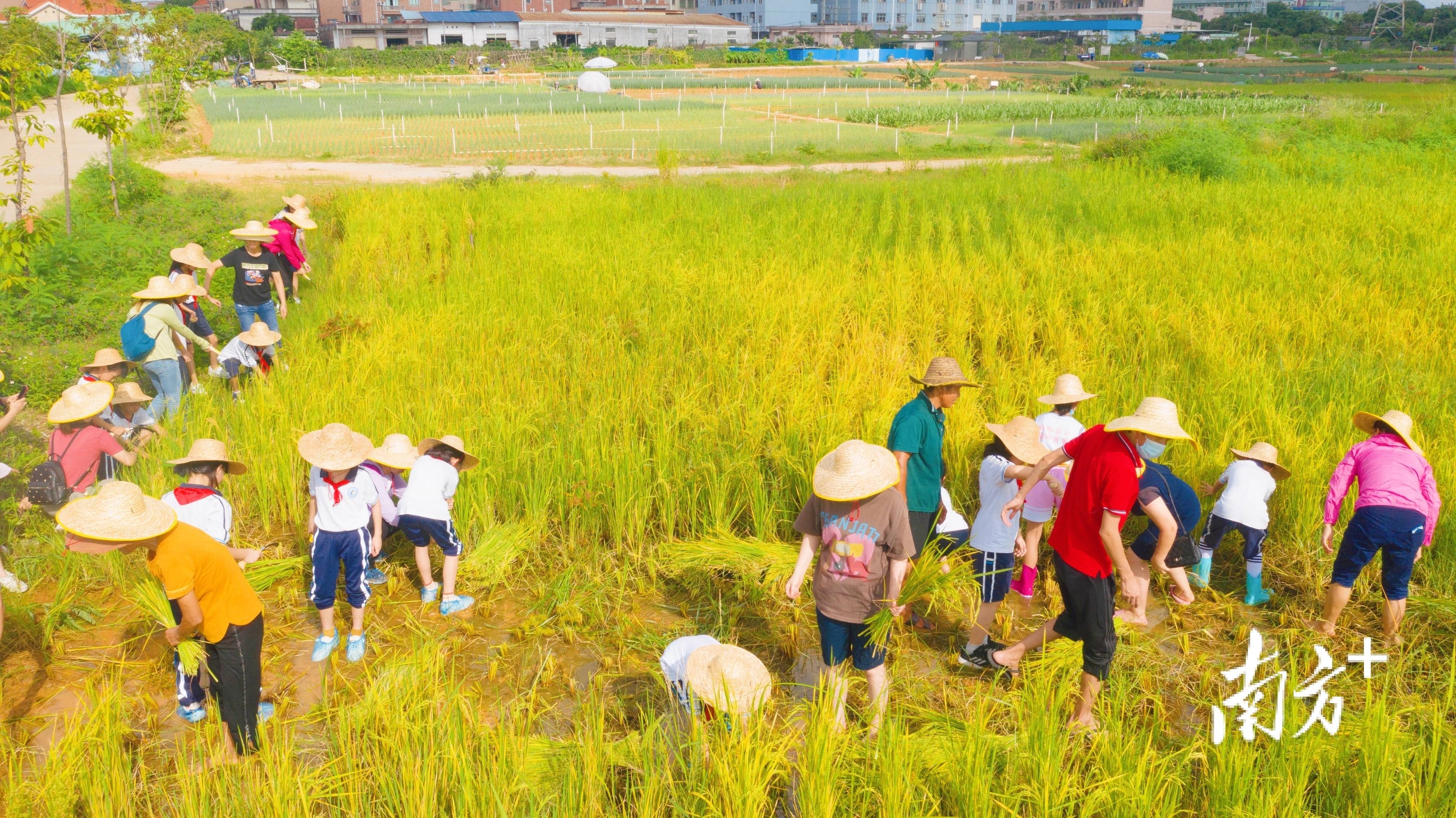 禾苗破土图片