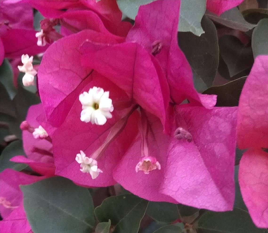 紫红色的花有很多 最常见的5种 你喜欢那种 花色 开花 环境