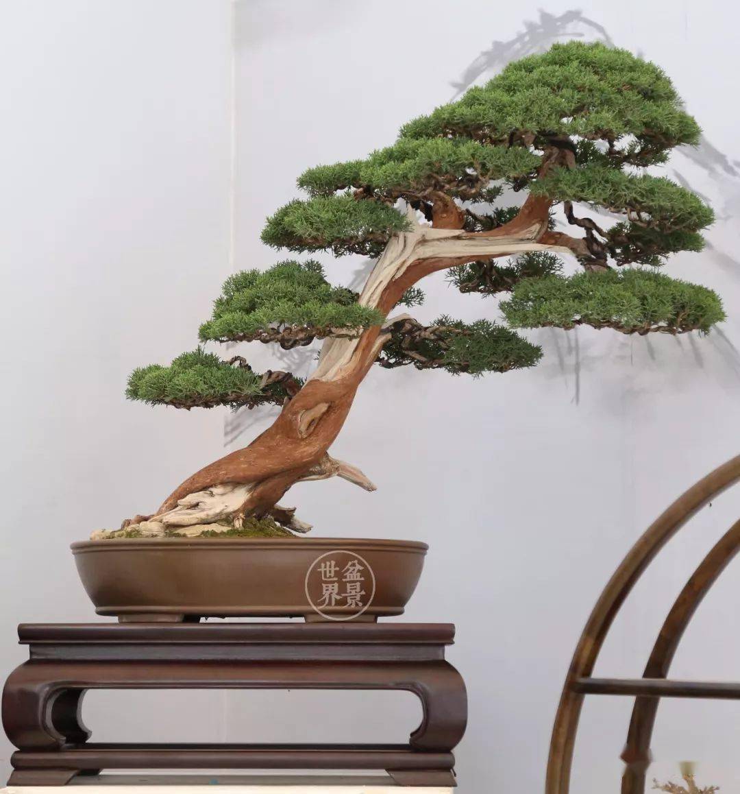 中国66金,日本5金,中国台湾3金,加拿大1金丨盆景国际竞赛金奖作品排行