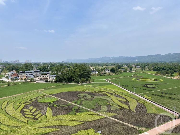在希望的田野上｜走，到大足隆平五彩田园欣赏“水稻画”