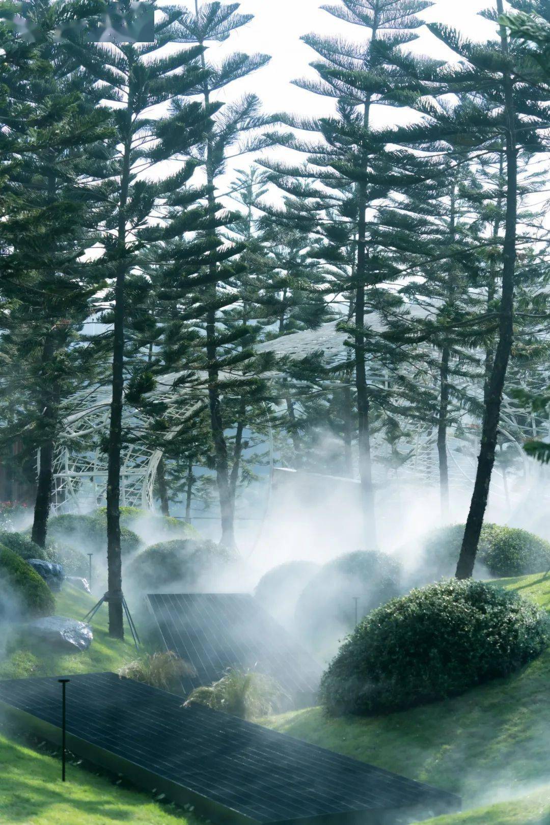 漂浮的森林你见过吗