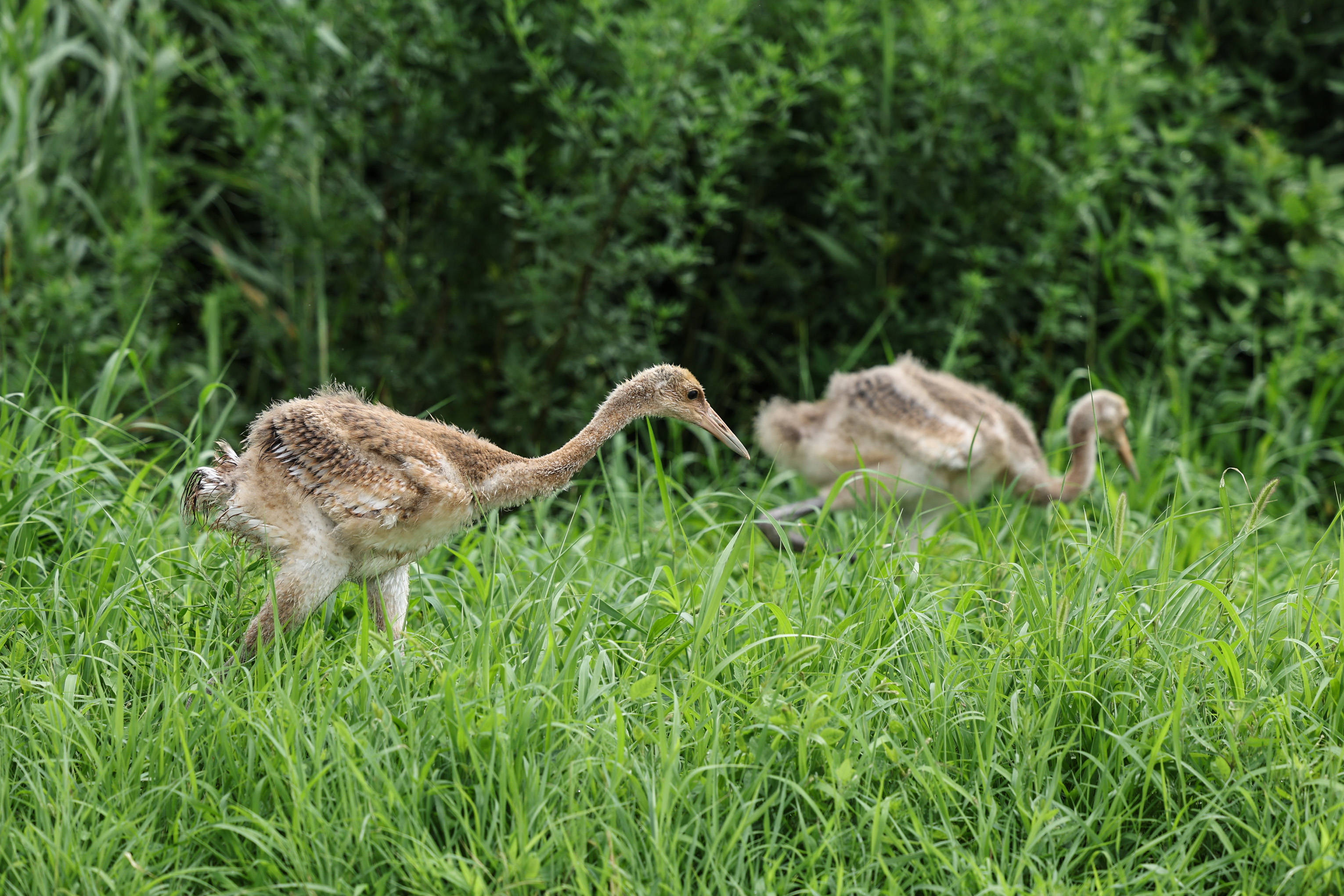 丹顶鹤群添新雏