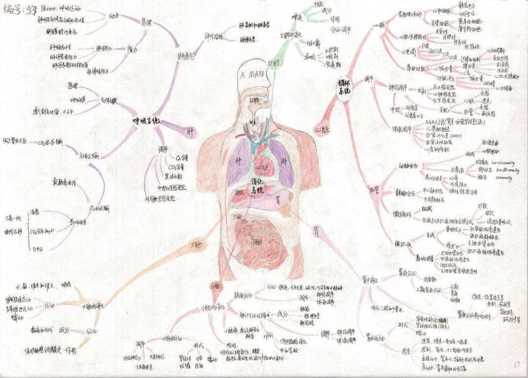 内分泌系统简图手绘图片