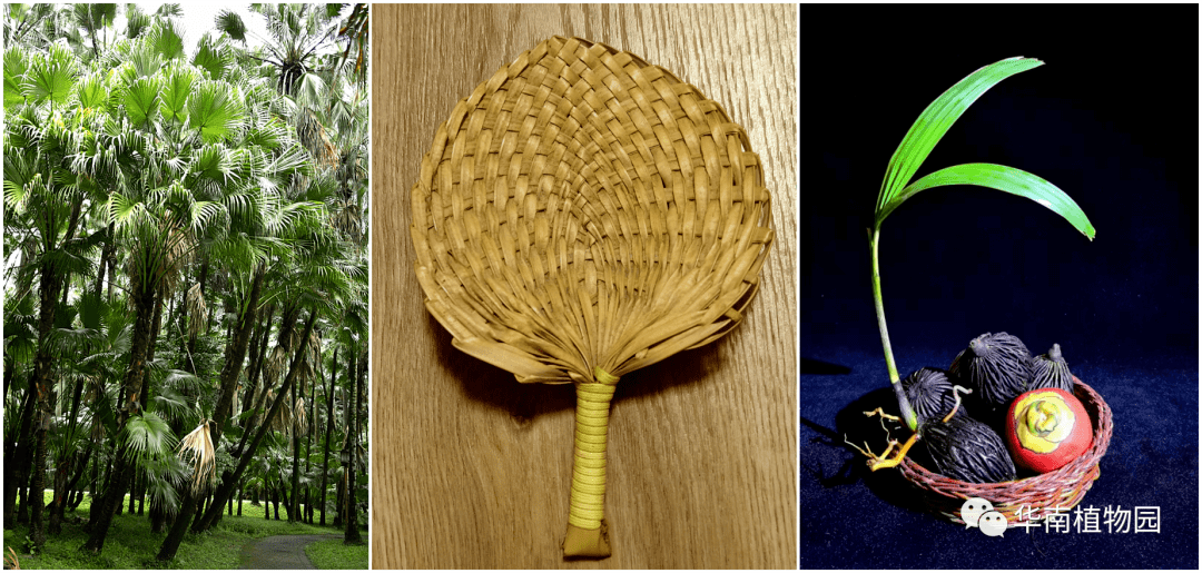 内心酸甜的蛇皮果颜值高又产"西米"的董棕,可酿酒制糖,又可煲汤的糖棕