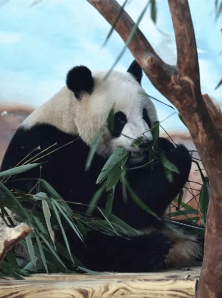 宁宁姐垃圾分类来动物园亲眼目睹熊猫的解暑凉方吗听说已经有人悄悄