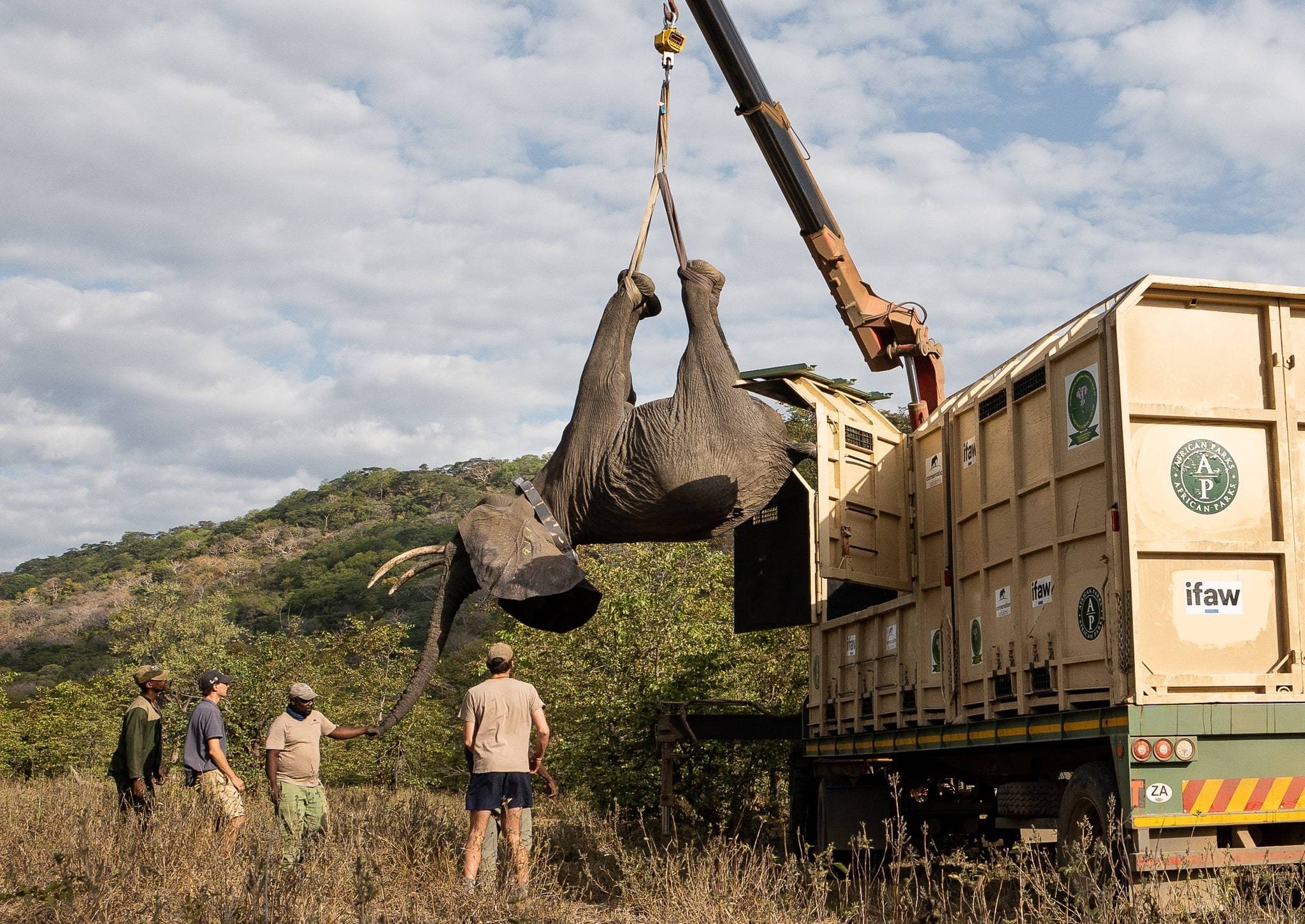 马拉维250头大象搬家了为何搬如何搬