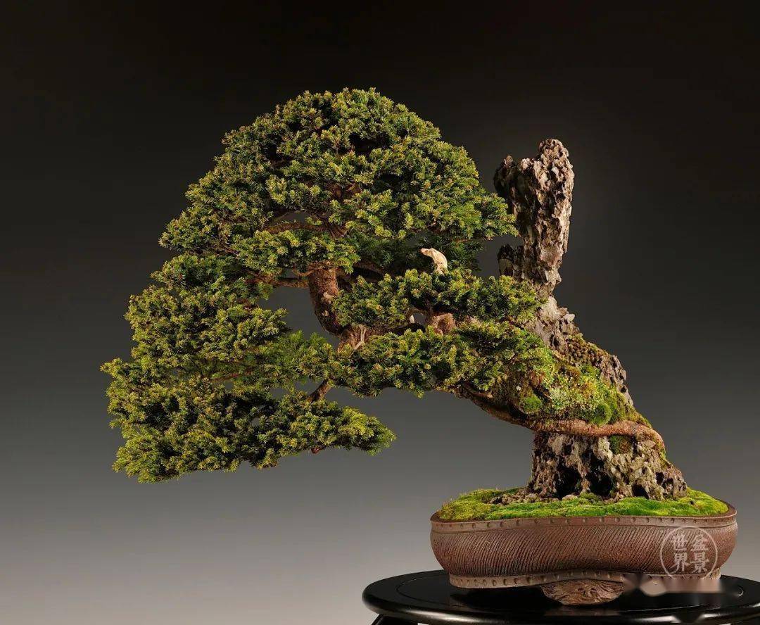 求新求变的欧洲盆景