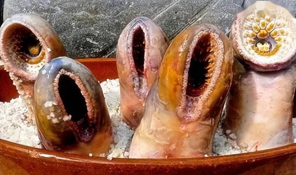 七鳃鳗图片吃人僵尸图片
