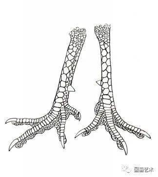 三,鸡爪的画法步骤二,家鸡各部位名称