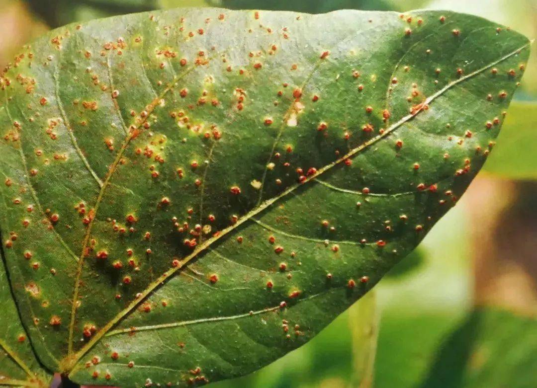 豇豆15种常见病害图谱,快速辨认!_防治_发病_粉剂