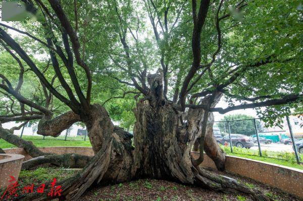 广州这里有棵“树坚强”，裂成数瓣后奇迹复活