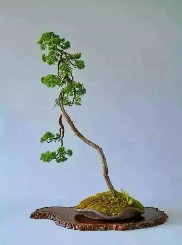 最气质——文人树_盆景_真柏_树龄