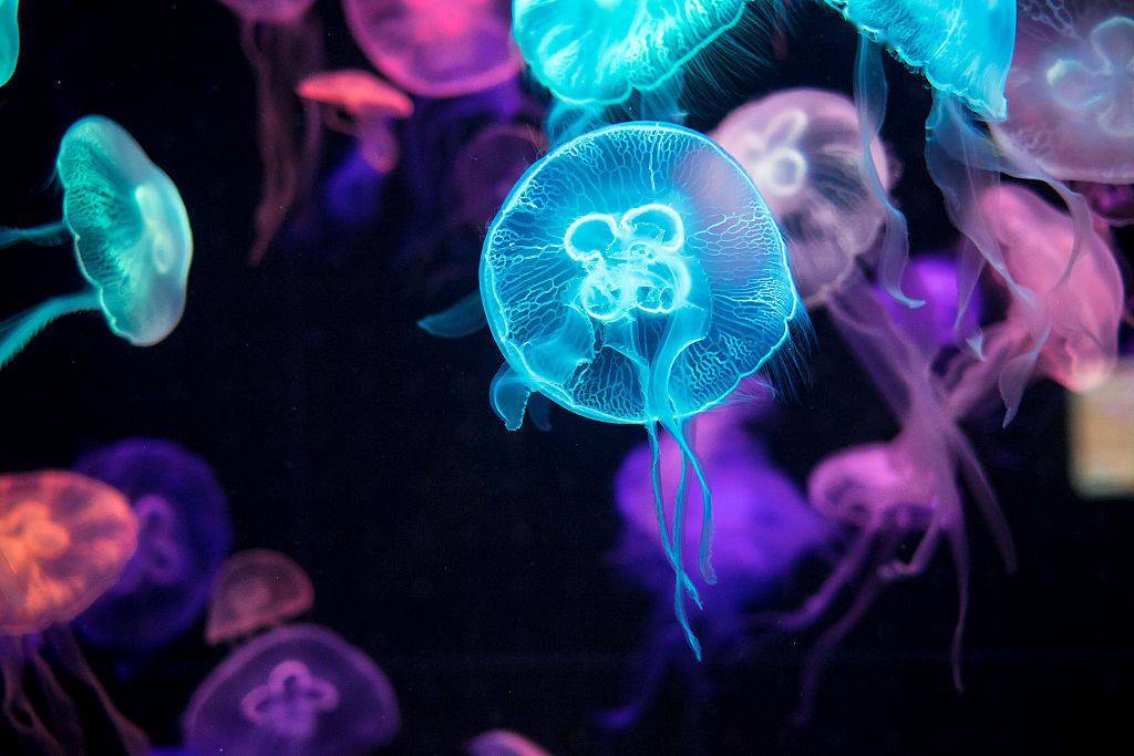 据说,每只水母都是深海里的星星